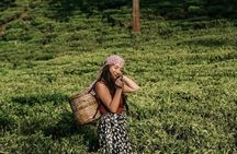 8 Day Sri Lanka Tour with Guide, Sigiriya, Kandy, Ella and Yala