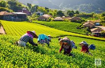 Alishan Forest Tour Experience