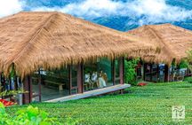 Alishan Forest Tour Experience