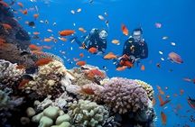 Cham Island Fun Dive Escape from Danang