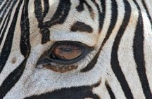 Half Day Guided Safari in Addo Elephant National Park