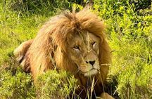 Half Day Guided Safari in Addo Elephant National Park