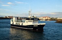 Whale Watching from Akureyri Small Group Boat Tour Hjalteyri