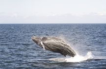 Whale Watching from Akureyri Small Group Boat Tour Hjalteyri