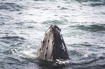 Whale Watching from Akureyri Small Group Boat Tour Hjalteyri