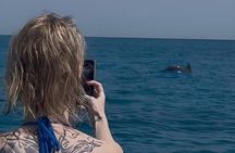 Private Swim with Dolphins Snorkeling and White Island Hurghada