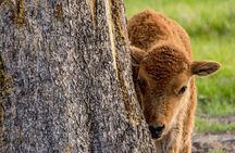 Private Yellowstone Tour with Lunch