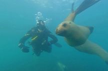 Private Diving Experience with Sea Lions in Punta Loma