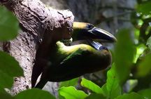 Monteverde Wildlife Discovery with Local Naturalist Guide