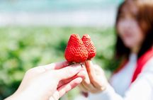 YokaBus Fukuoka Strawberry Picking and Sakura Dyeing Experience