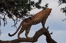 3 Days Tsavo East and Tsavo West Safari from Diani Mombasa Watamu