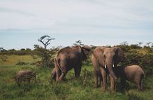 3 Days Tsavo East and Tsavo West Safari from Diani Mombasa Watamu
