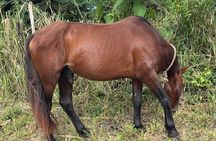 Horse Back Riding & Bamboo River Rafting