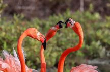 Private Bonaire Tour - All Highlights, Hidden Places, plus Lunch