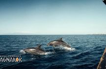 3h Viking Cruise with Drinks, Whale Watching and Swimming Time