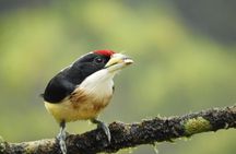 San Rafael Birding y Chocolate Experience 3 Days in Colombia