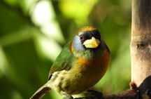 San Rafael Birding y Chocolate Experience 3 Days in Colombia