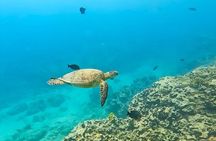 Snorkeling Adventure at Turtle Canyon