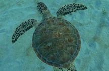 Sea Turtle Snorkel Tour