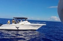 Shared Dolphin Encounter in Mauritius