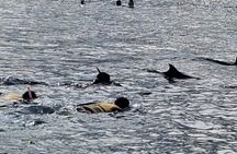 Shared Dolphin Encounter in Mauritius