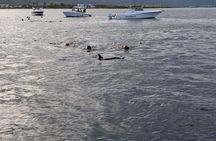 Exclusive Dolphins Encounter