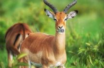 From Nairobi: 4 Days 3 Nights Masai Mara Lake Nakuru Safari