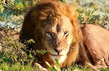 Full Day Safari Amakhala Game Reserve and Addo Elephant Park