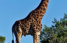 Full Day Safari Amakhala Game Reserve and Addo Elephant Park
