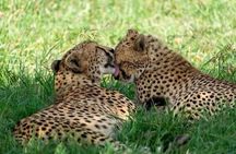 4 Day Private Safari Zanzibar to Serengeti and Ngorongoro