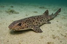 Discover Scuba Diving in Open Water
