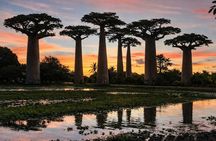 6 Day Madagascar Discovering Rainforest in Lemurs and Baobabs