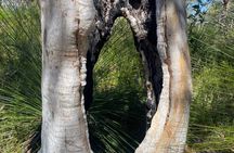 Sydney: Ku-ring-gai National Park Hike, Swim, Oysters & Picnic