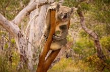 Blue Mountains Private Tour: Scenic World, Wildlife & Koala Photo