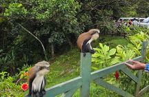Grenada Rainforest and Beach Tour