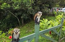 Grenada Rainforest and Beach Tour