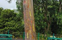 Grenada Rainforest and Beach Tour