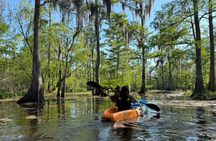 New Orleans Guided Kayak Swamp Tour
