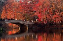 1 hour Discover Central Park Tour on Pedicab