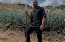 Tour to Tequila from Guadalajara: Barrel Tour