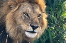 2 Day Safari in Tarangire National Park and Ngorongoro Crater