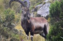 Private Guided 7 Day Mountains Trekking Tour to Simien