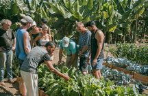 Tenerife's Hidden Oasis Cover: Sustainable Farm Tour