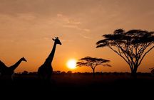 Safari Sunset Game Drive in Aquila with Lunch