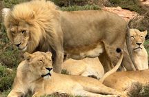 Big Five Sunset Safari Experience with Lunch
