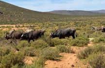 Big Five Sunset Safari Experience with Lunch