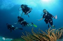 2 tank guided dive House Reef (Pierbaai Reef and Car Pile)
