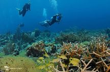 2 tank guided dive House Reef (Pierbaai Reef and Car Pile)