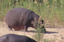 3 Day Kruger South Safari from Johannesburg