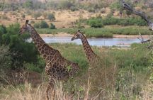 3 Day Kruger South Safari from Johannesburg